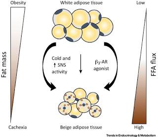 #trendsinendocrinologyandmetabolism #obésité #tissuadipeuxbrun #tissuadipeuxblanc Perte de poids et brunissement du tissu adipeux chez les humains : la poule ou l’œuf ?