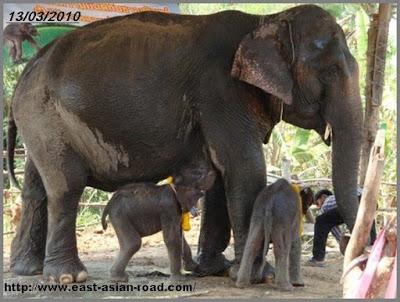 Thaïlande, 13 Mars, le jour ou l'éléphant est roi (reportage vidéo)