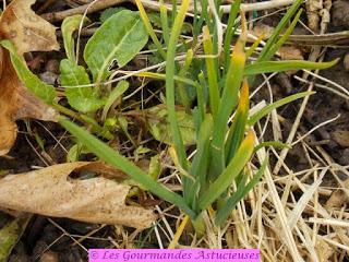 Boulgour santé aux mouron, persil et ail (Vegan)