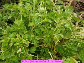 Boulgour santé aux mouron, persil et ail (Vegan)