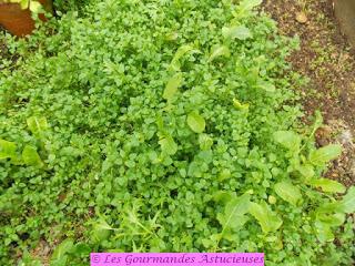 Boulgour santé aux mouron, persil et ail (Vegan)