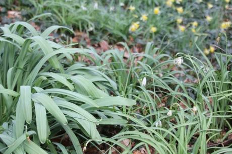 2 galanthus elwesii nivalis veneux 11 mars 2018 016 (2).jpg