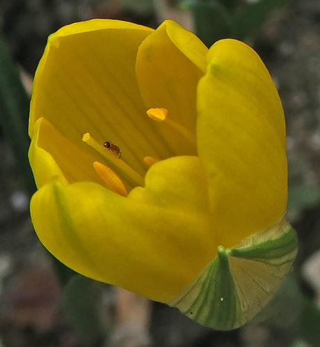 Vendangeuse (Sternbergia lutea)