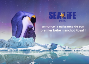 Sea Life et sa “manchotière” à Paris Val d’Europe