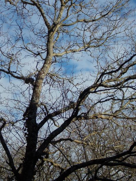 au printemps, prends en de la graine