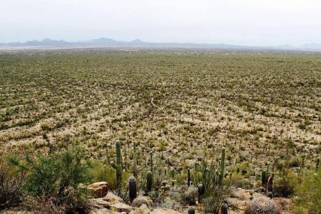 Road-trip dans le désert de Sonora