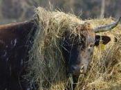 résilience l’agriculture française