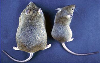 De bonnes bactéries pour maigrir expliquent la différence entre ces 2 souris.