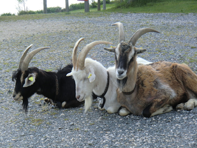 A la Ste Léa, on rase gratis les e-boucs