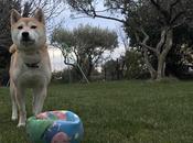 Galia attend printemps