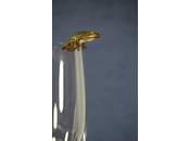 grenouille climatologue