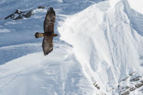 Gypaète barbu et aigle royal au cœur des alpes enneigées