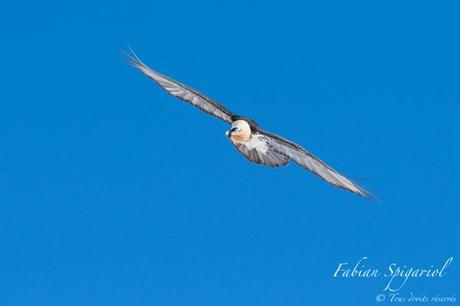 Gypaète barbu et aigle royal au cœur des alpes enneigées