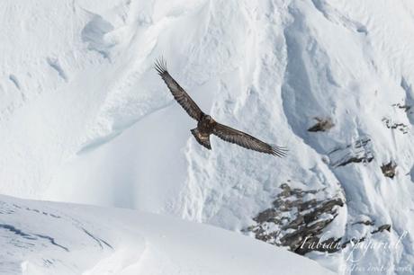 Gypaète barbu et aigle royal au cœur des alpes enneigées