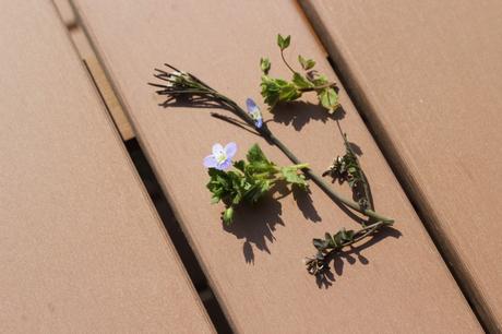 Détails du dimanche