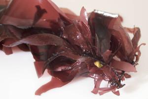 Ces algues aux mille vertus Ces algues aux mille vertus