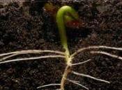 Time-lapse croissance plantes