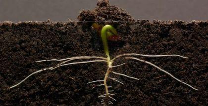 Time-lapse sur la croissance de plantes