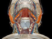 Atlas d'anatomie humaine édition 2018 iPhone 1.09 lieu