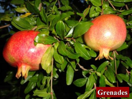 Divers - Quel est le nom de ces arbres et de leurs fruits - 1