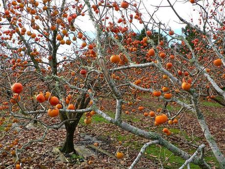 Divers - Quel est le nom de ces arbres et de leurs fruits - 1