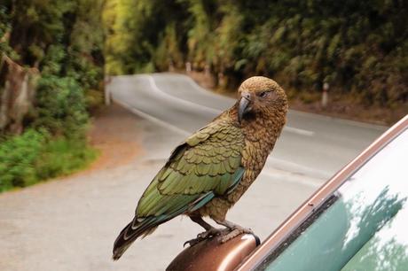 Nouvelle-Zélande : Milford Sound