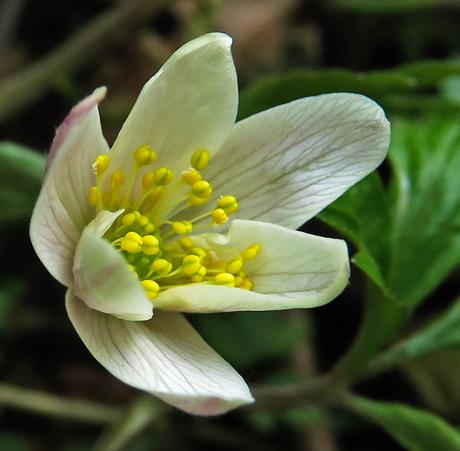 Anémone des bois (Anemone nemorosa) Anémone des bois (Anemone nemorosa)