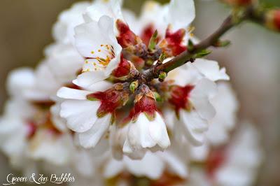 Les amandiers en fleurs