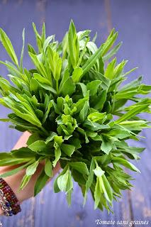 Omelette au silène enflé {plante sauvage} Omelette au silène enflé {plante sauvage}