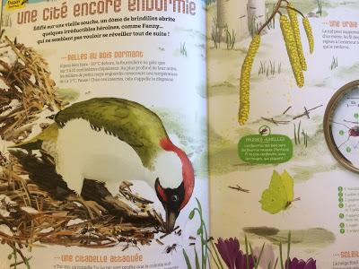 Magazine Salamandre Junior Magazine Salamandre Junior