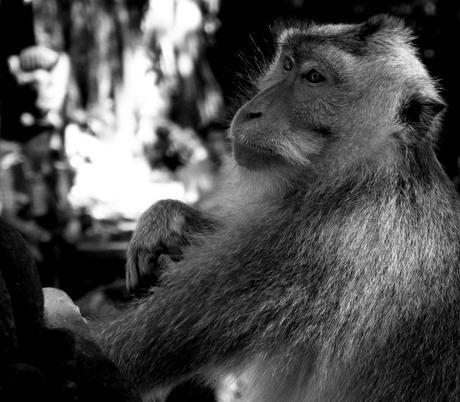 Indonésie - jour 1 - 49 - Ubud - La forêt des singes