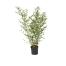   Bambou Phyllostachys Bissetii  
 Pour apporter une touche nature à votre intérieur, ce Bambou Phyllostachys Bissetii sera parfait ! Ses grandes cannes peuvent atteindre entre 6 et 8 mètres de hauteur, il faudra peut-être tailler un peu... De ses cannes sortent de superbes feuilles, il pourra donc servir de grande séparation entre deux espaces. Son feuillage dense passe du vert sombre au vert olive, vous aurez donc chez vous et toute l'année, un très joli dégradé de couleurs apaisantes et originales. 
 Ce bambou est certifié MPS, écolabel garantissant de bonnes pratiques environnementales. Origine France. 
  Prix indicatif :  28,50€ dans les magasins Botanic et sur le site  www.botanic.com  