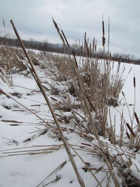 Pays Etranger - Canada - Région de l'Estrie - 1