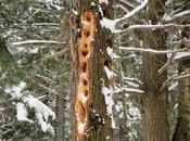 Pays Etranger Canada Région l'Estrie