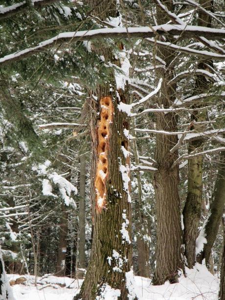 Pays Etranger - Canada - Région de l'Estrie - 1