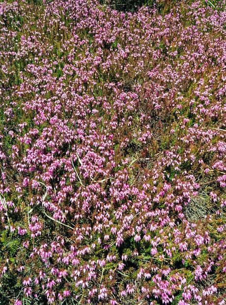 Mittenwald - Hoher Kranzberg - AlpenBlumen 7 April 2018.