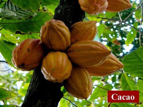Divers - Quel est le nom de ces arbres et de leurs fruits - 2
