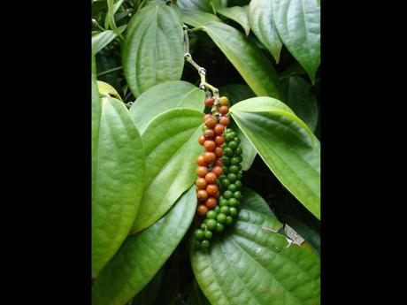Divers - Quel est le nom de ces arbres et de leurs fruits - 2