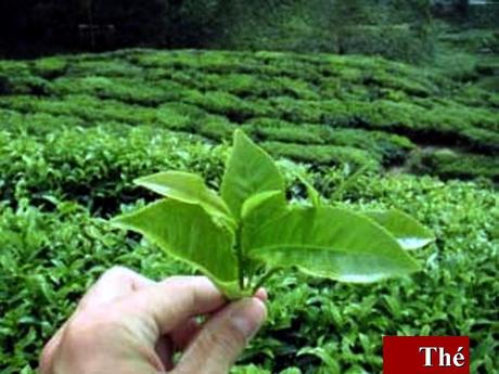 Divers - Quel est le nom de ces arbres et de leurs fruits - 2