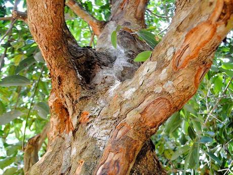 Quel est le nom de l'arbre qui produit le piment ?