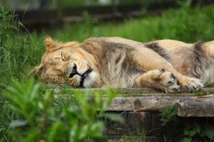 Quel est l’impact réel du manque de sommeil Quel est l’impact réel du manque de sommeil