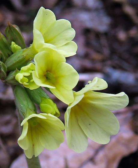 Primevère élevée (Primula elatior)
