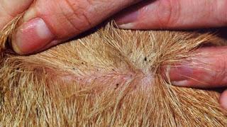 ANTI-PUCES POUR ANIMAUX, DANGER CHEZ L'ENFANT ANTI-PUCES POUR ANIMAUX, DANGER CHEZ L'ENFANT