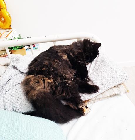 5 choses bizarres que fait Fluffy 5 choses bizarres que fait Fluffy