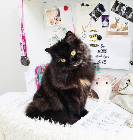 5 choses bizarres que fait Fluffy 5 choses bizarres que fait Fluffy