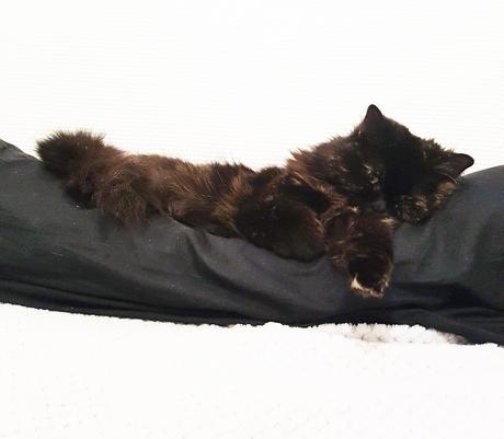 5 choses bizarres que fait Fluffy 5 choses bizarres que fait Fluffy