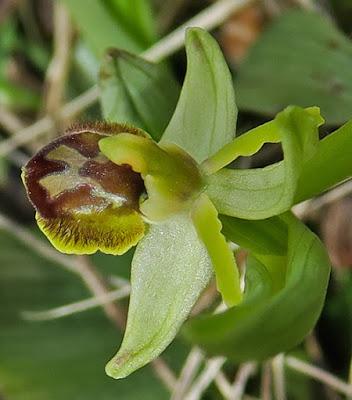 Ophrys petite araignée (Ophrys araneola)