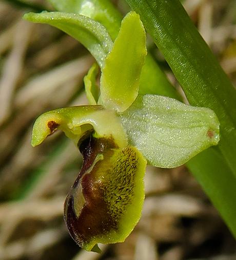 Ophrys petite araignée (Ophrys araneola) Ophrys petite araignée (Ophrys araneola)