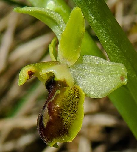 Ophrys petite araignée (Ophrys araneola)