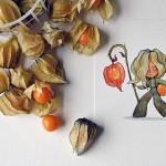 ILLUSTRATIONS : Marija Tiurina ILLUSTRATIONS : Marija Tiurina